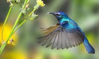 HummingBird  - Coating for the environment -